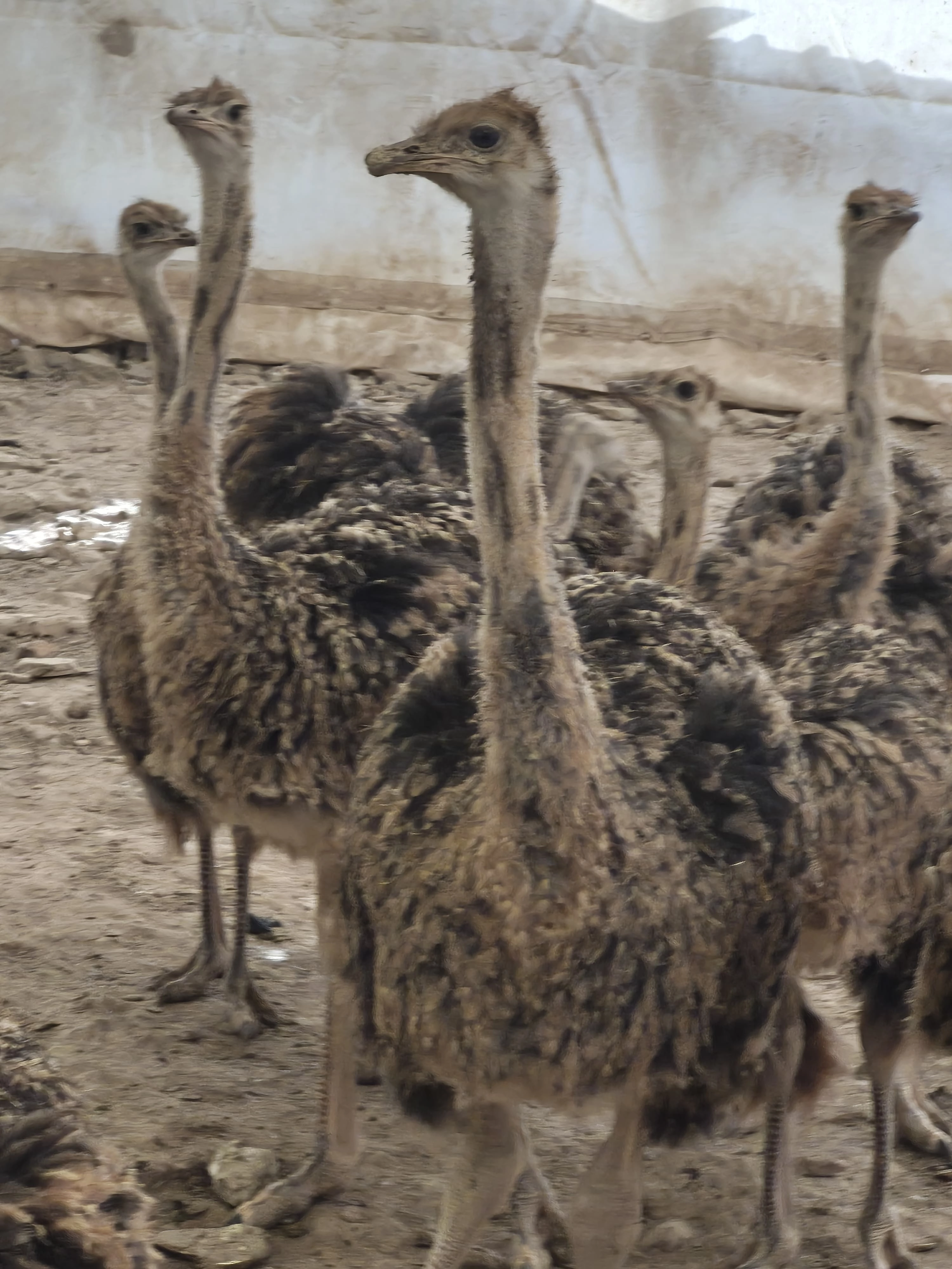 10 Aylık Devekuşu Civcivi