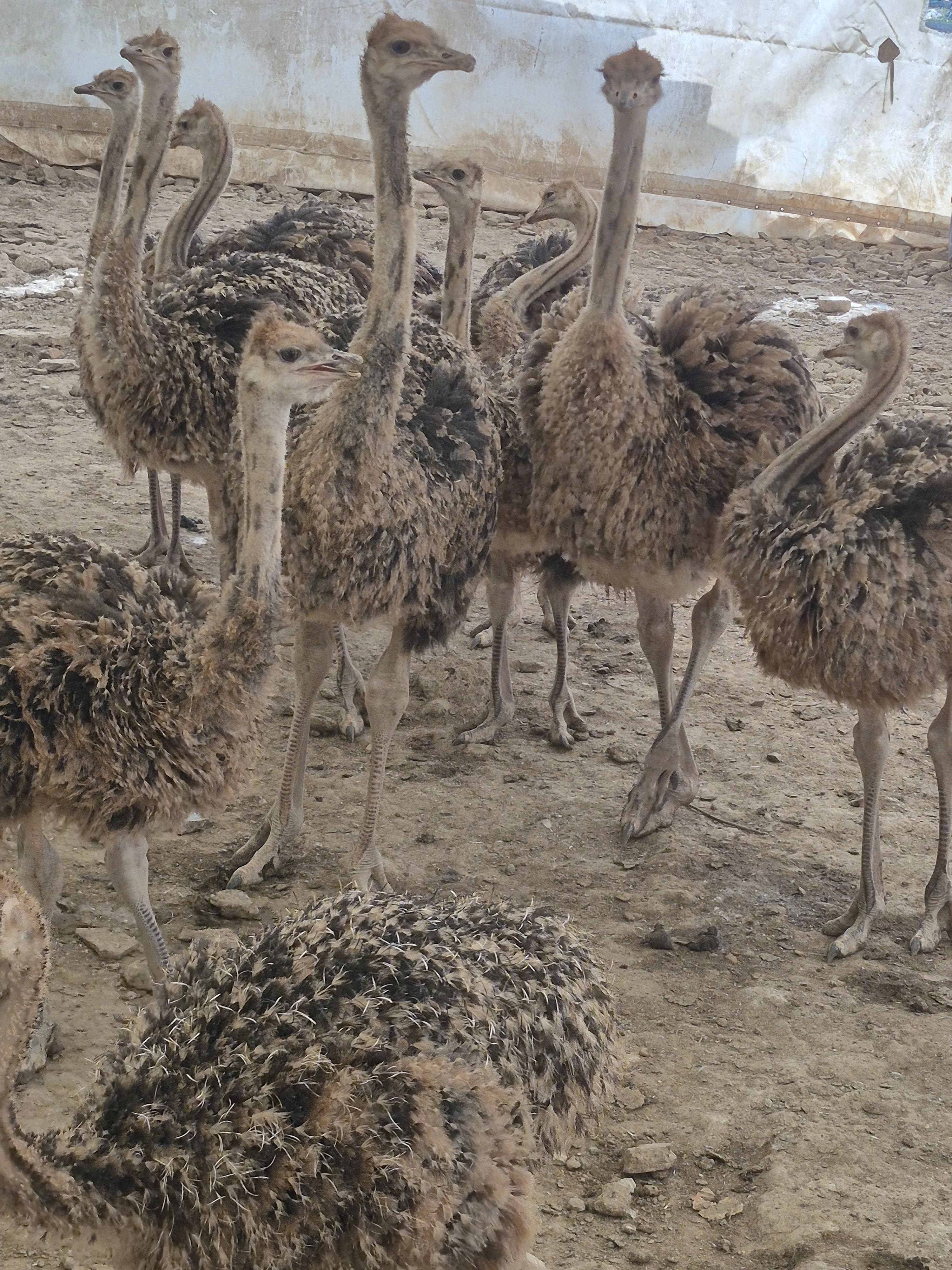 10 Aylık Devekuşu Civcivi