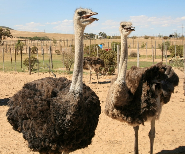 Anaç Damızlık DeveKuşu 