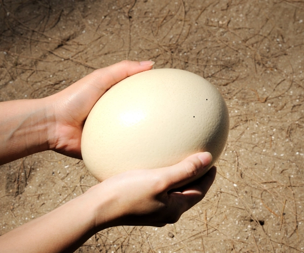 DeveKuşu Yumurtası